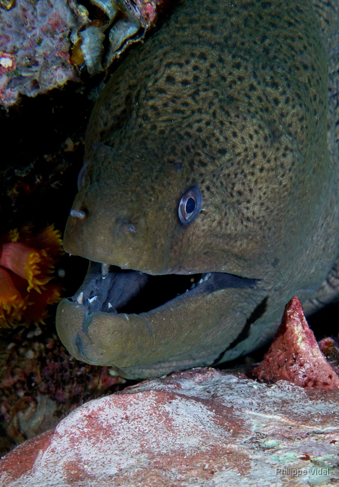 Birmanie - Mergui - 2018 - DSC02950 - Giant moray - Murene Javanaise - Gymnothorax javanicus.jpg